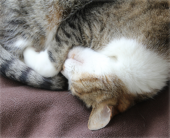 でっかいから、でかお。ちっちゃいから・・・_a0389088_18125340.jpg