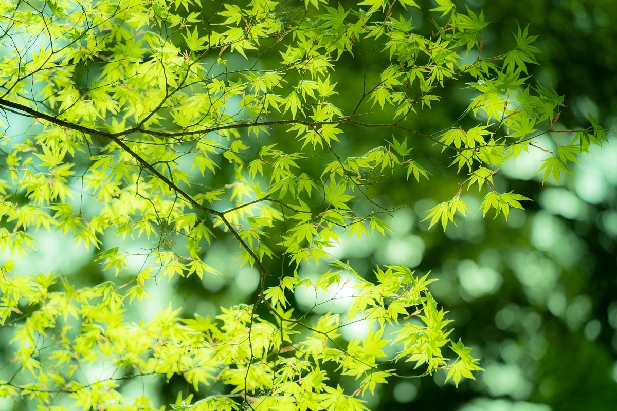 爽緑の光蜥蜴の到来_d0353489_20124783.jpg