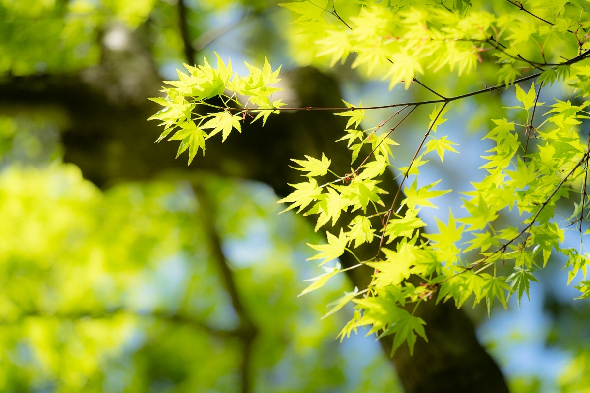 爽緑の光蜥蜴の到来_d0353489_20132190.jpg