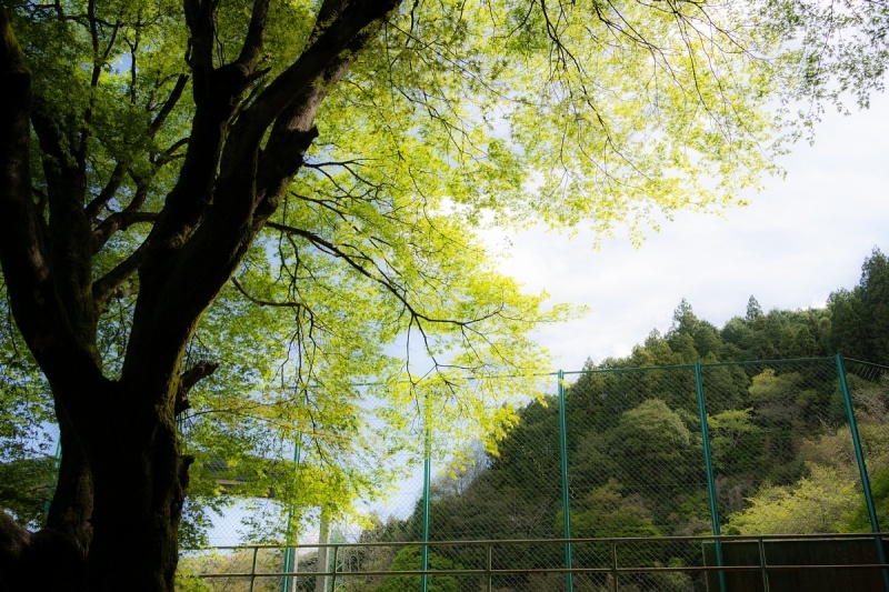 爽緑の光蜥蜴の到来_d0353489_20133719.jpg