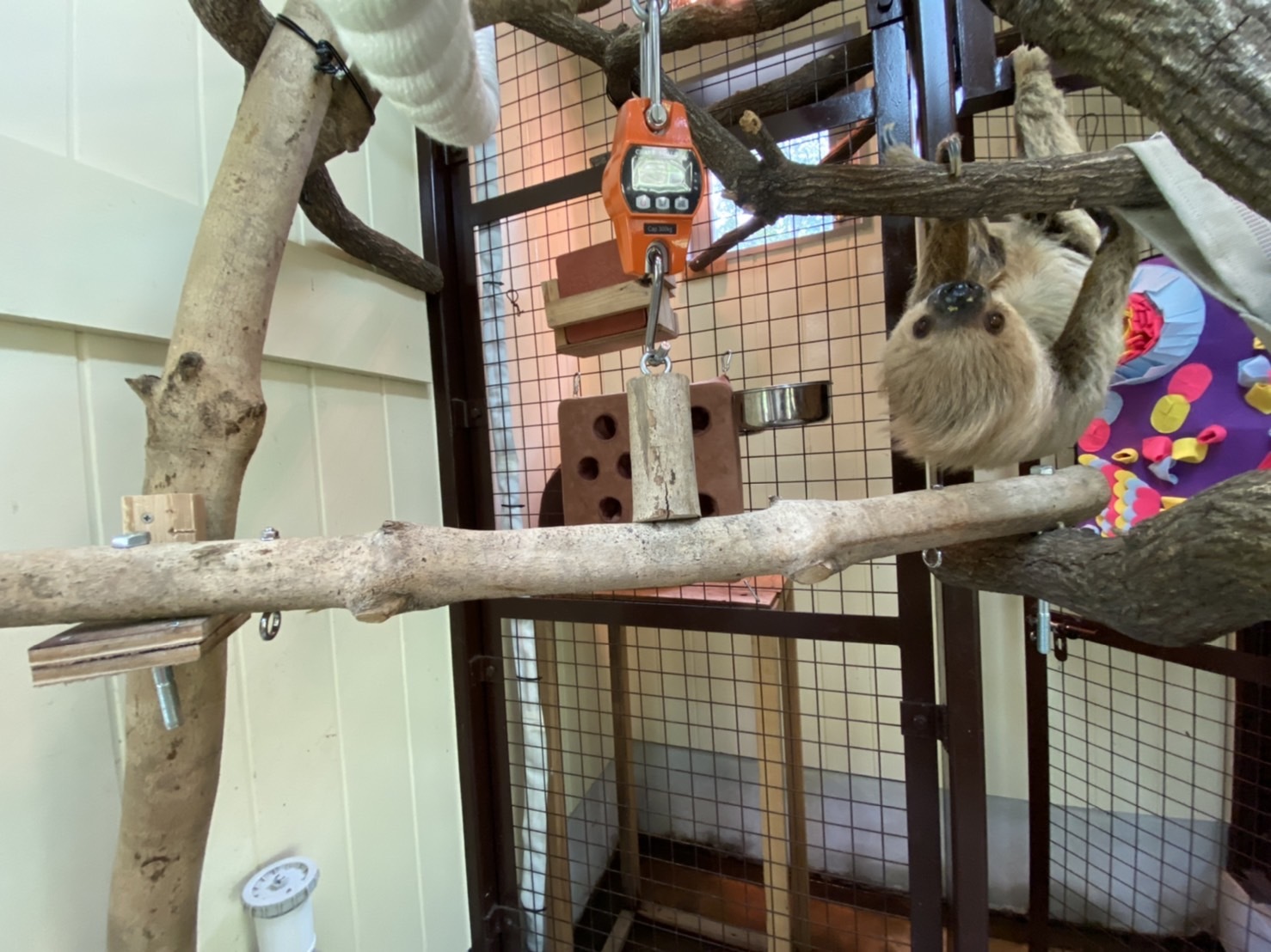 ナマケモノの体重計を改良しました!_c0290504_13233861.jpg