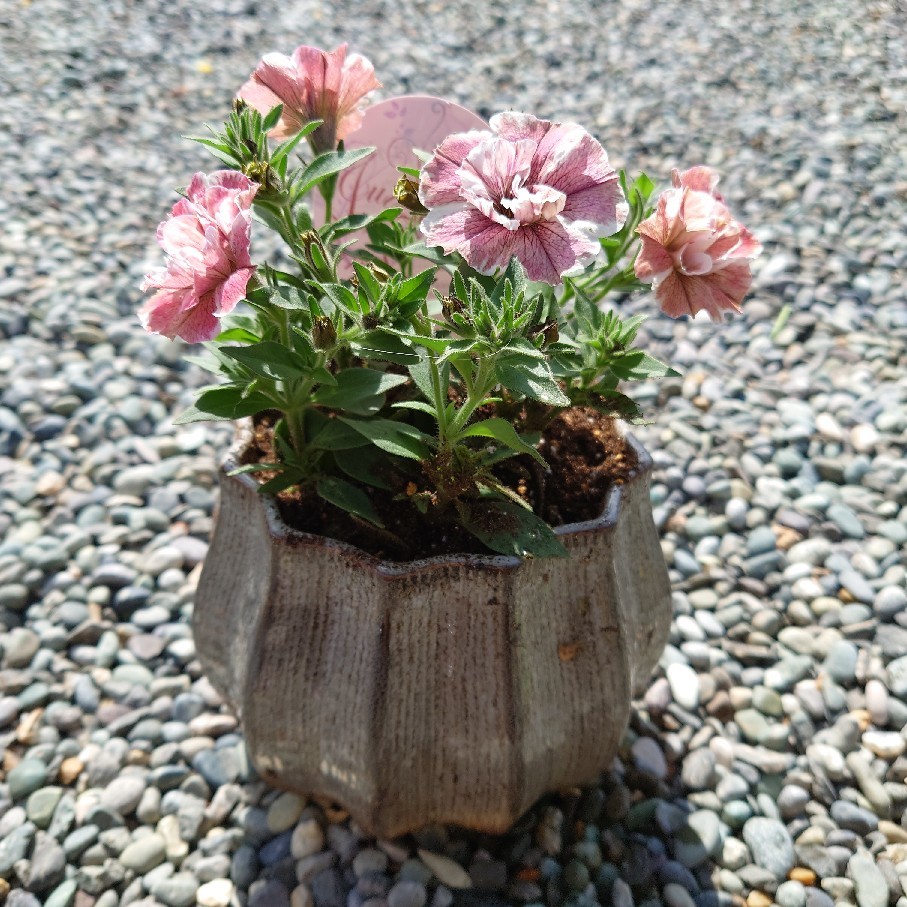ビオラからペチュニアへの植え替えの様子と鉢選び_c0404712_10044437.jpg