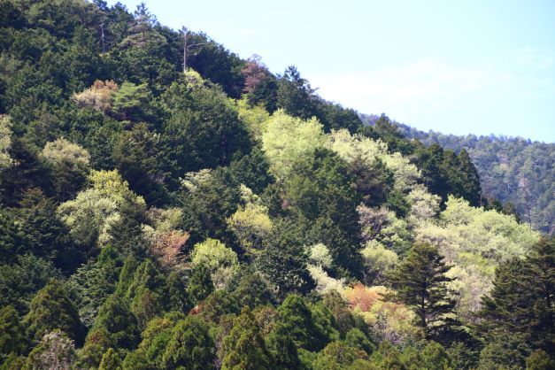 山笑うが始まった 京都の北山1_e0048413_20304178.jpg