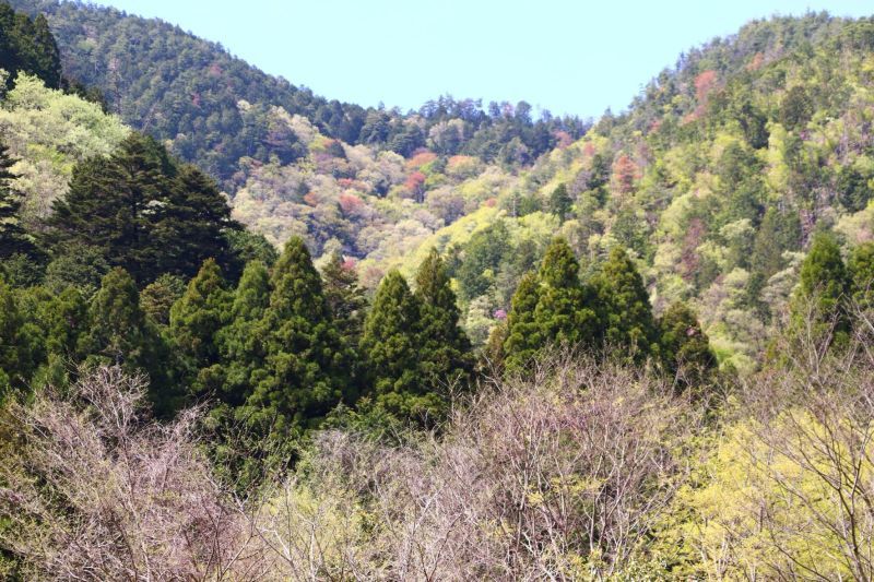 山笑うが始まった 京都の北山1_e0048413_20310398.jpg