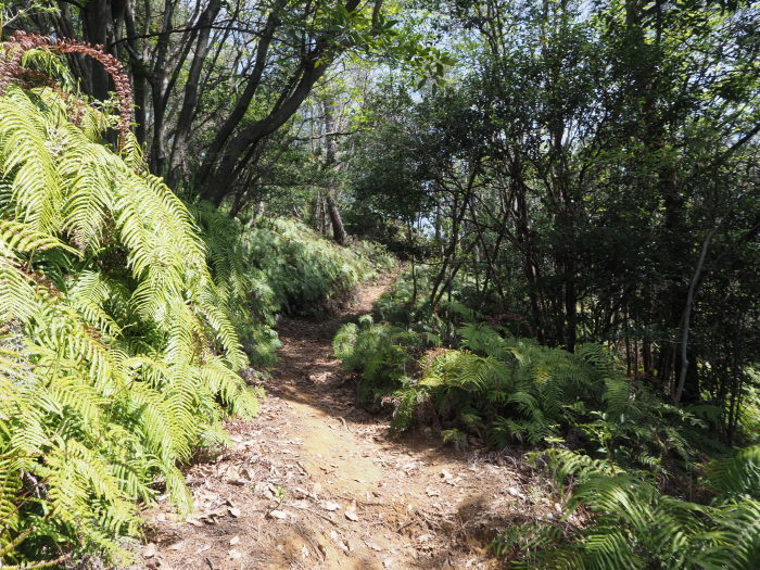 三本木山・藤ヶ丸山・立石山登山(周回)_c0116915_00092363.jpg