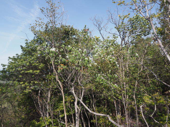 三本木山・藤ヶ丸山・立石山登山（周回）_c0116915_00220357.jpg