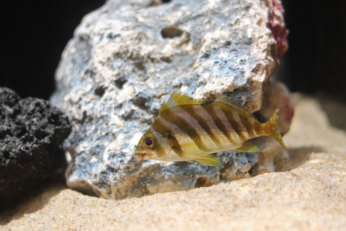 赤ちゃん水族館：「いろいろな赤ちゃんゾーン」④～ポートジャクソンシャークとタカノハダイ（ヨコハマおもしろ水族館）_b0355317_13465900.jpg