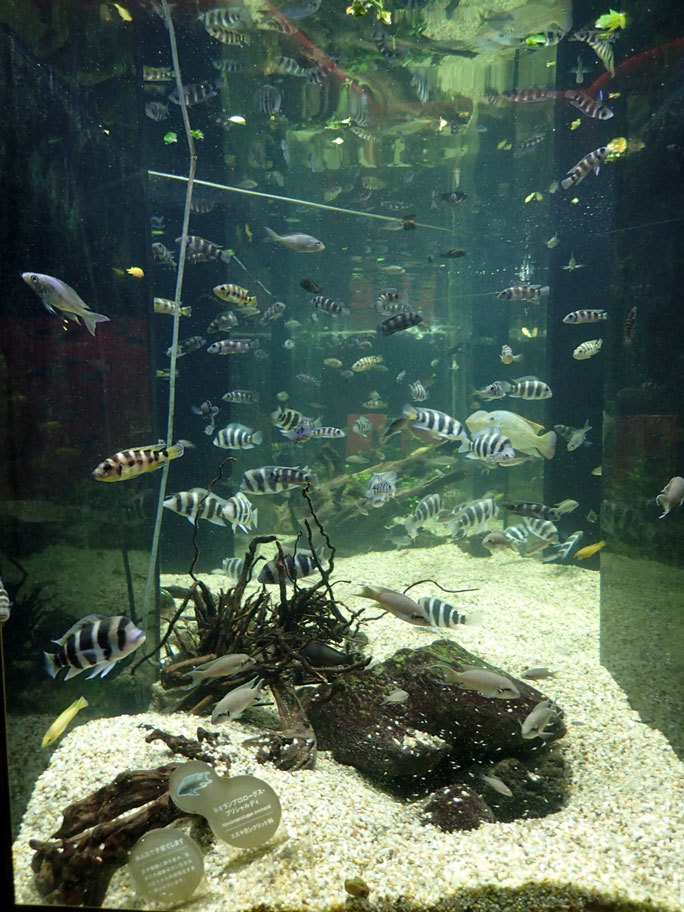 カワスイ 川崎水族館：アフリカゾーン④～タンガニーカ湖のアフリカンシクリッドたち～子育て中のフェアリーシクリッド_b0355317_21190824.jpg