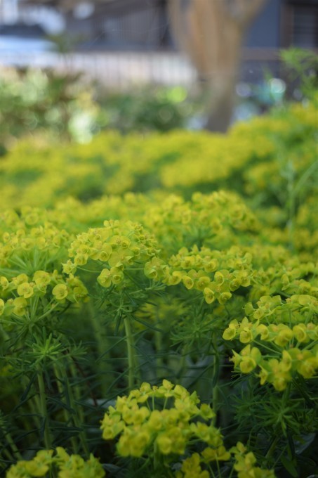 怒涛の花ラッシュ_a0228333_00070277.jpg