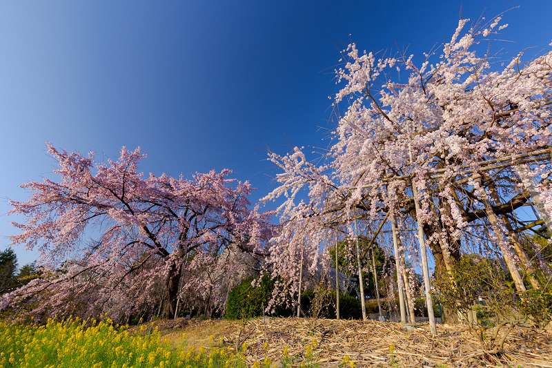 2022桜咲く京都　宇治市植物公園しだれ桜ライトアップ_f0155048_21051770.jpg
