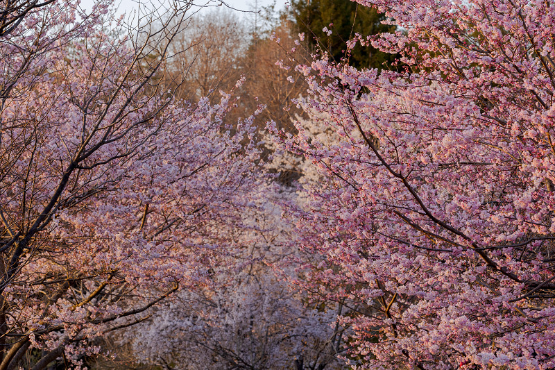 2022桜咲く京都　宇治市植物公園しだれ桜ライトアップ_f0155048_21065677.jpg