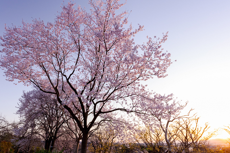2022桜咲く京都　宇治市植物公園しだれ桜ライトアップ_f0155048_21072844.jpg