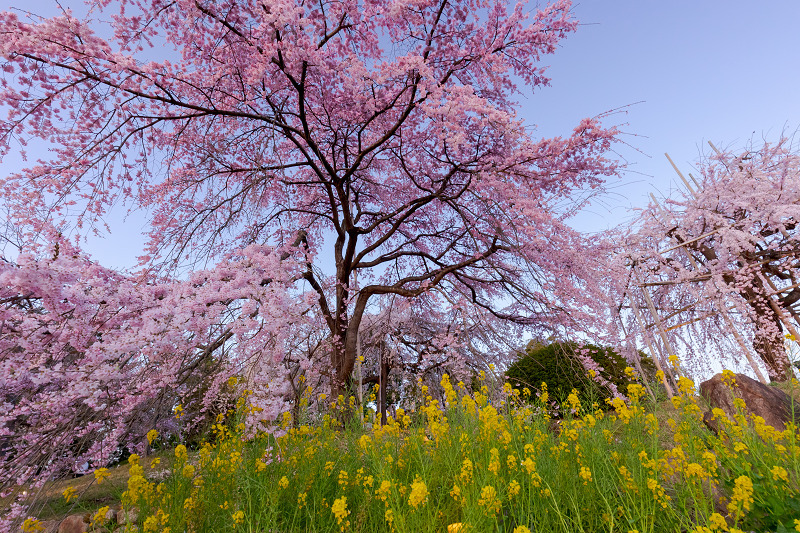 2022桜咲く京都　宇治市植物公園しだれ桜ライトアップ_f0155048_21090882.jpg