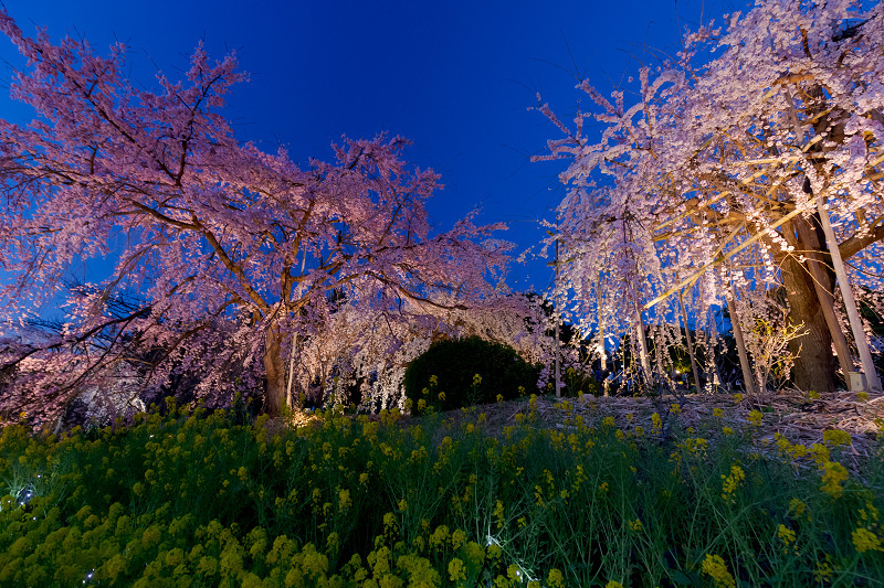 2022桜咲く京都　宇治市植物公園しだれ桜ライトアップ_f0155048_21104015.jpg
