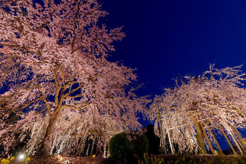 2022桜咲く京都　宇治市植物公園しだれ桜ライトアップ_f0155048_21112436.jpg