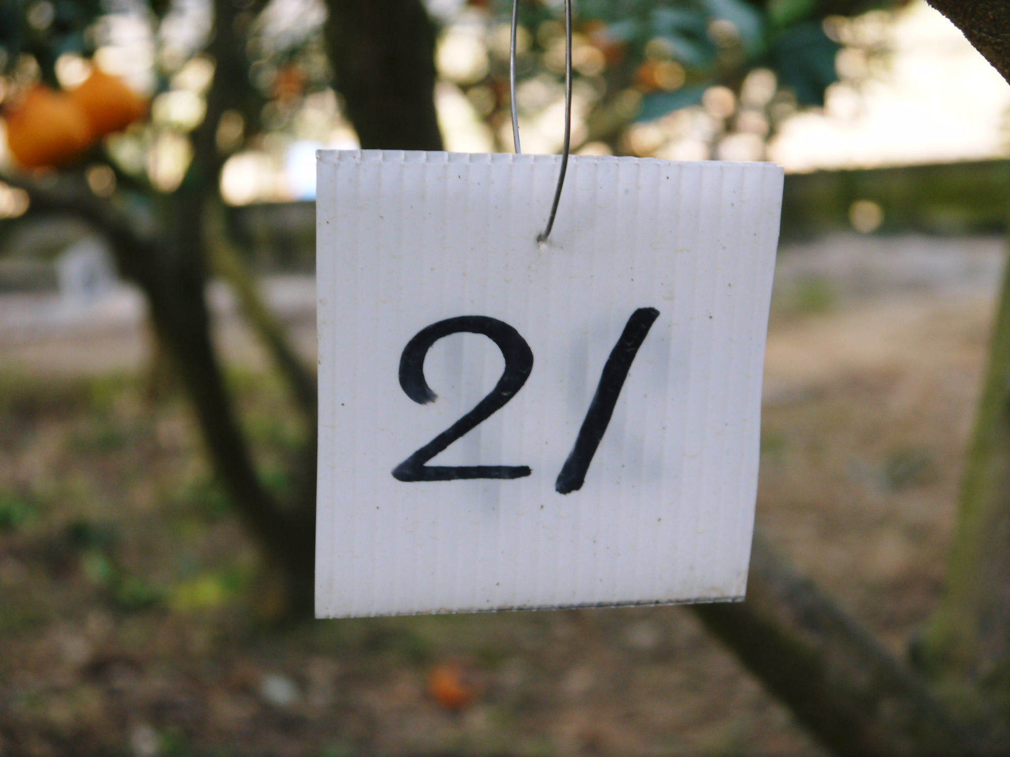 母の日ギフト2022 至高の最旬フルーツをお届けしませんか?第4弾!:蔵出し完熟デコポン『不知火』 _a0254656_18472606.jpg