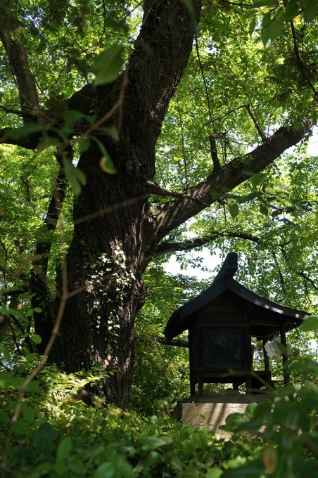 写真集、曽我蕭白の画集を買ってしまう、三味線は近代の音2022/4/14-16_b0116271_10515296.jpg