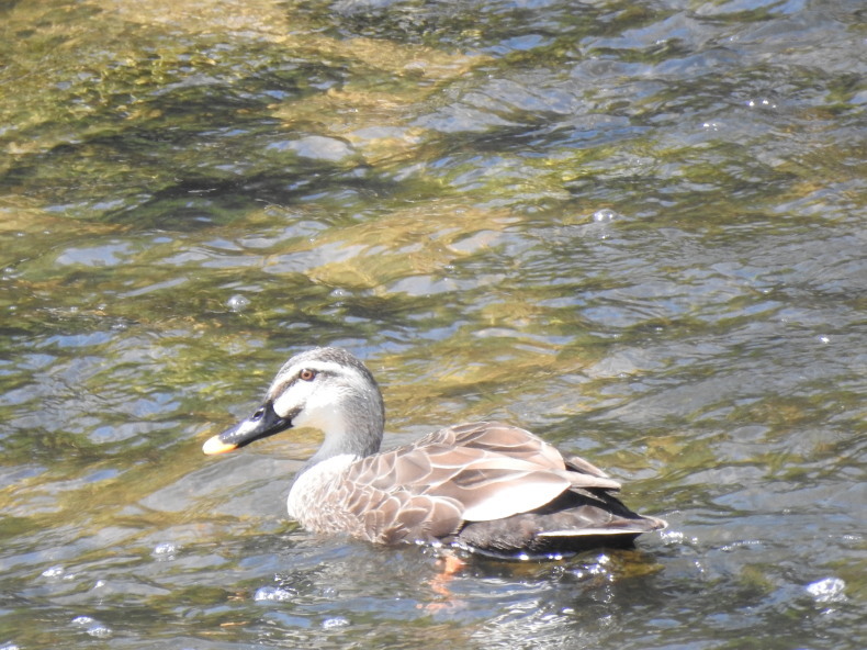 野鳥 大和川 大阪府内 2022年4月16日_e0414072_07274051.jpg