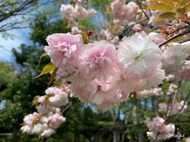 さまざまな桜。_f0071480_19191449.jpg