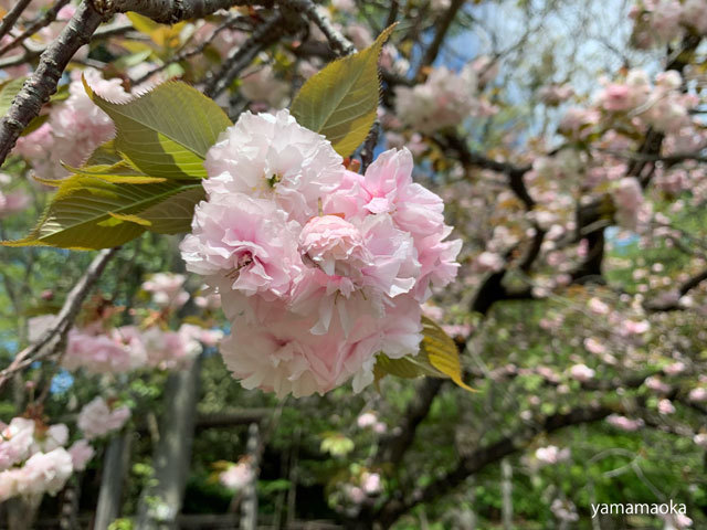 さまざまな桜。_f0071480_19191960.jpg