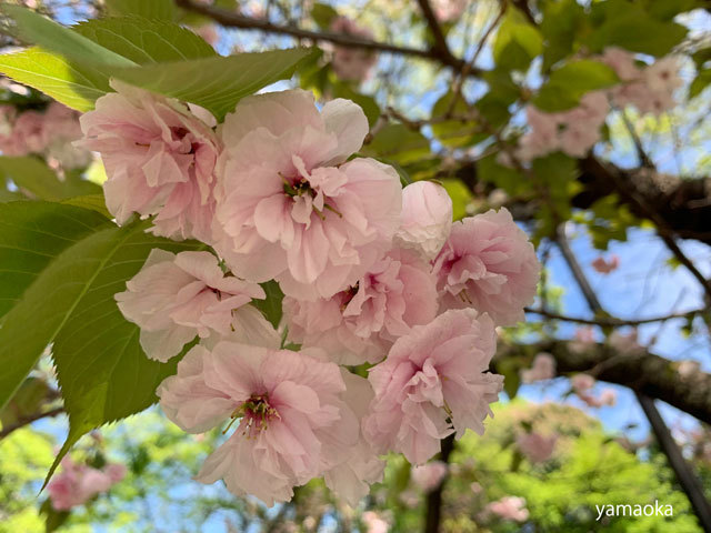 さまざまな桜。_f0071480_19192215.jpg