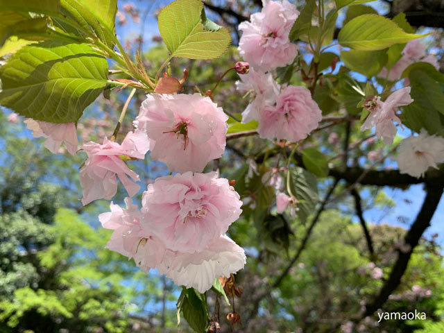さまざまな桜。_f0071480_19192947.jpg