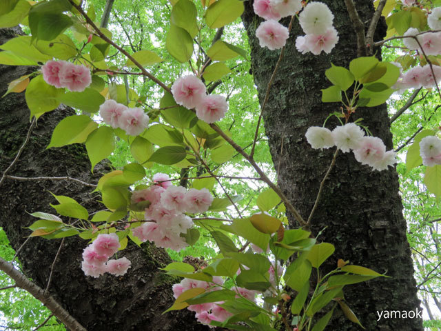 さまざまな桜。_f0071480_19210730.jpg