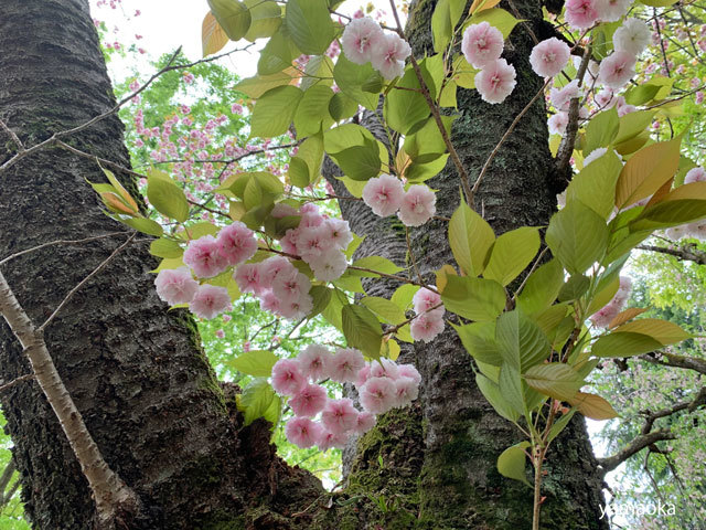 さまざまな桜。_f0071480_19211078.jpg
