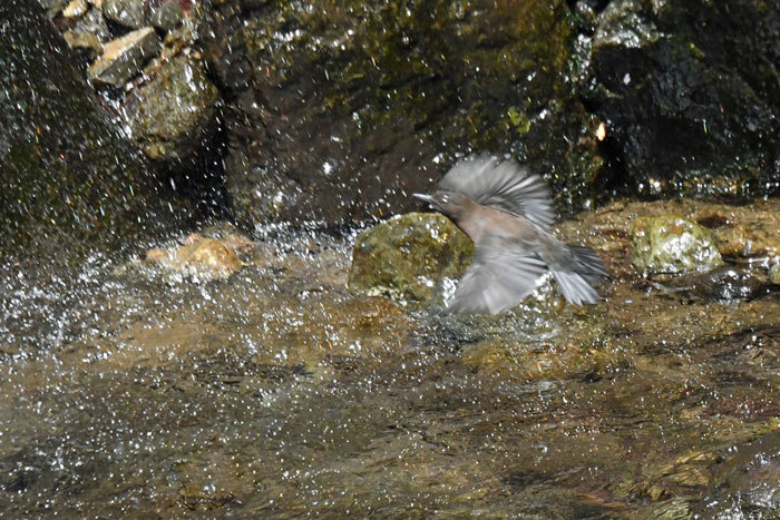 渓谷の鳥さん！・Ⅰ＜河烏＞_e0248688_18280370.jpg