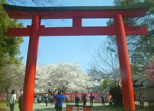 ●神社の造形―平野神社の桜、その1_d0053294_23264358.jpg