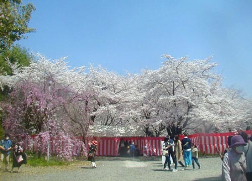 ●神社の造形―平野神社の桜、その1_d0053294_23265734.jpg