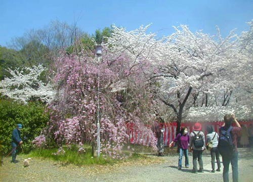 ●神社の造形―平野神社の桜、その1_d0053294_23271066.jpg
