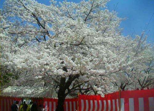 ●神社の造形―平野神社の桜、その1_d0053294_23272864.jpg