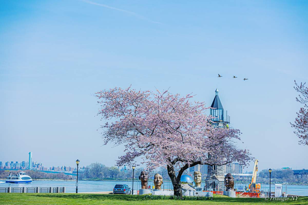 北の1本桜 2022_a0274805_22595621.jpg