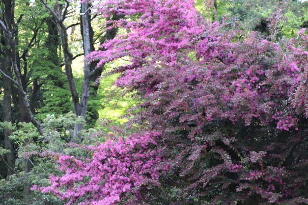 植物園2　木々の花も魅力_e0048413_17434034.jpg