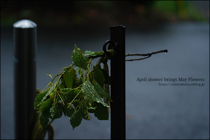 4月の雨が5月の花を連れてくる_f0100215_20380060.jpg