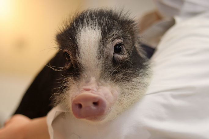 マイクロブタの赤ちゃんデビュー 市川市動植物園 続々 動物園ありマス