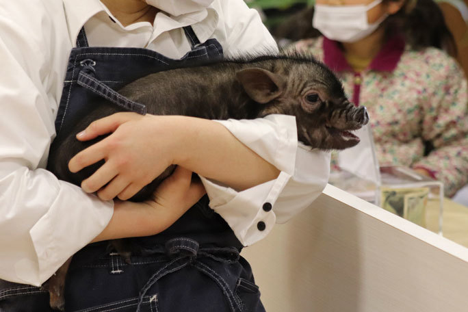 マイクロブタの赤ちゃんデビュー 市川市動植物園 続々 動物園ありマス