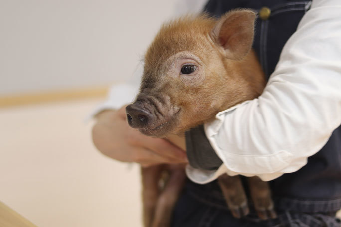 マイクロブタの赤ちゃんデビュー 市川市動植物園 続々 動物園ありマス
