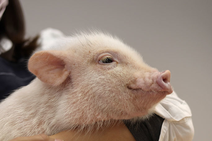 マイクロブタの赤ちゃんデビュー 市川市動植物園 続々 動物園ありマス