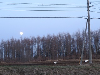 ここにエサはあるのかな?_b0405523_01120121.jpg