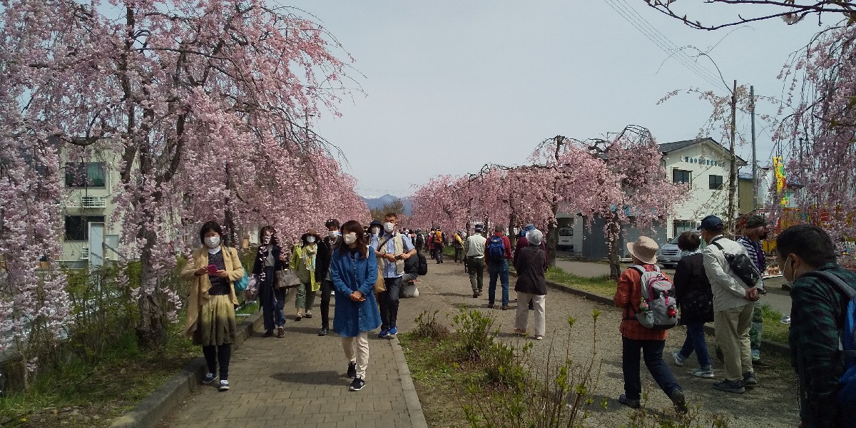 枝垂れ桜_e0130334_19292543.jpg