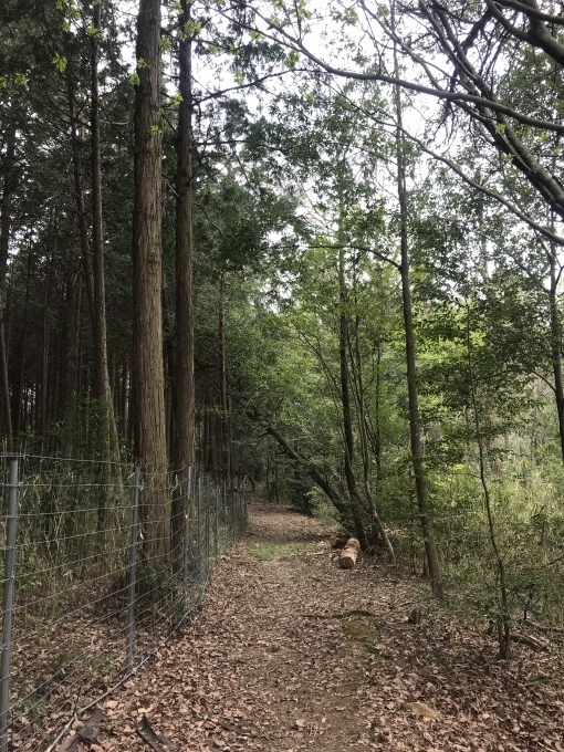 ウグイスの声を聞きながらワラビ採り_b0100062_08020859.jpeg