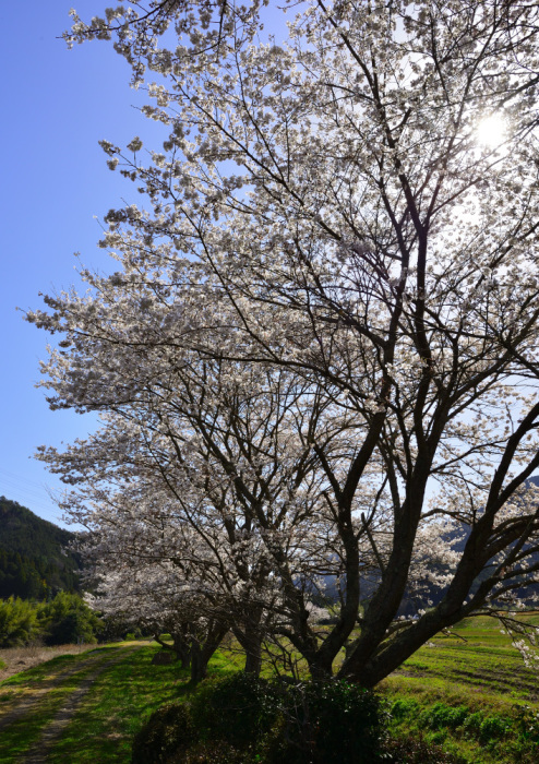 2022年桜探訪（丹波市柏原編）_a0341170_14173222.jpg