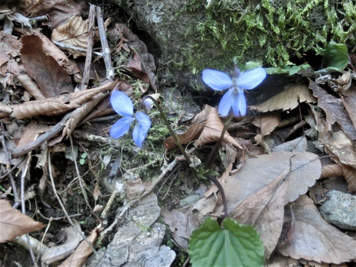 No545  岡山快晴初夏の陽気の那岐山_b0185573_17112668.jpg