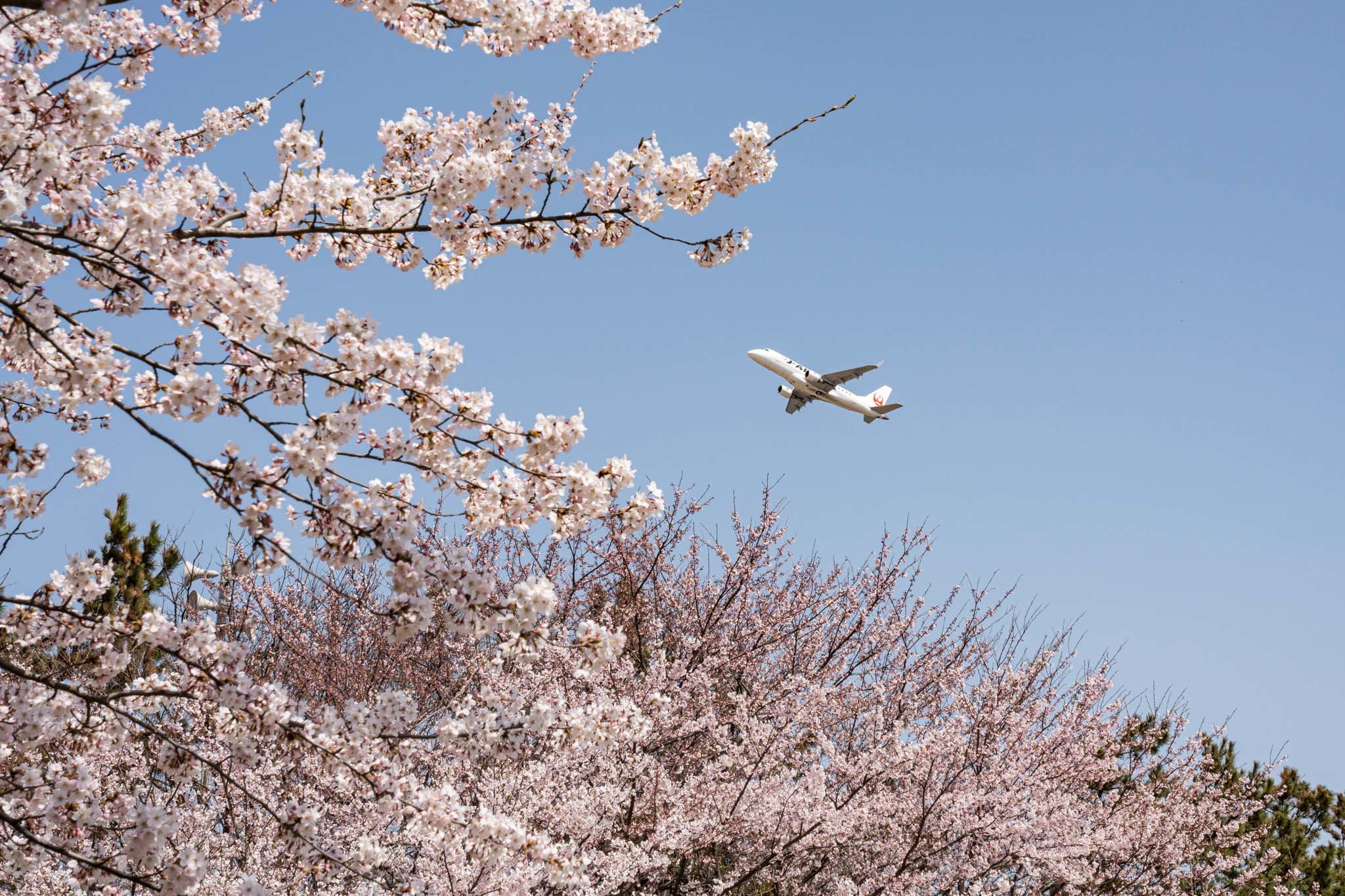 桜と飛行機_d0240200_22441730.jpg