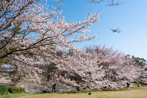 桜と飛行機_d0240200_22444157.jpg