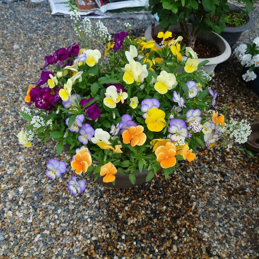 京阪園芸で買ったバラと植物_c0404712_09561408.jpg