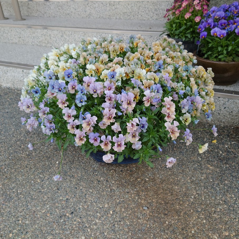 京阪園芸で買ったバラと植物_c0404712_09564287.jpg