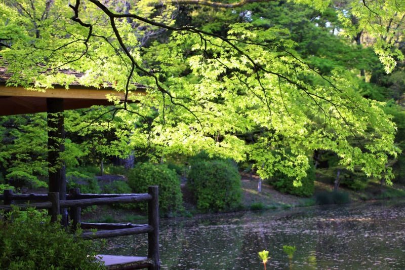 京都府立植物園4　青もみじが盛りに_e0048413_21195194.jpg